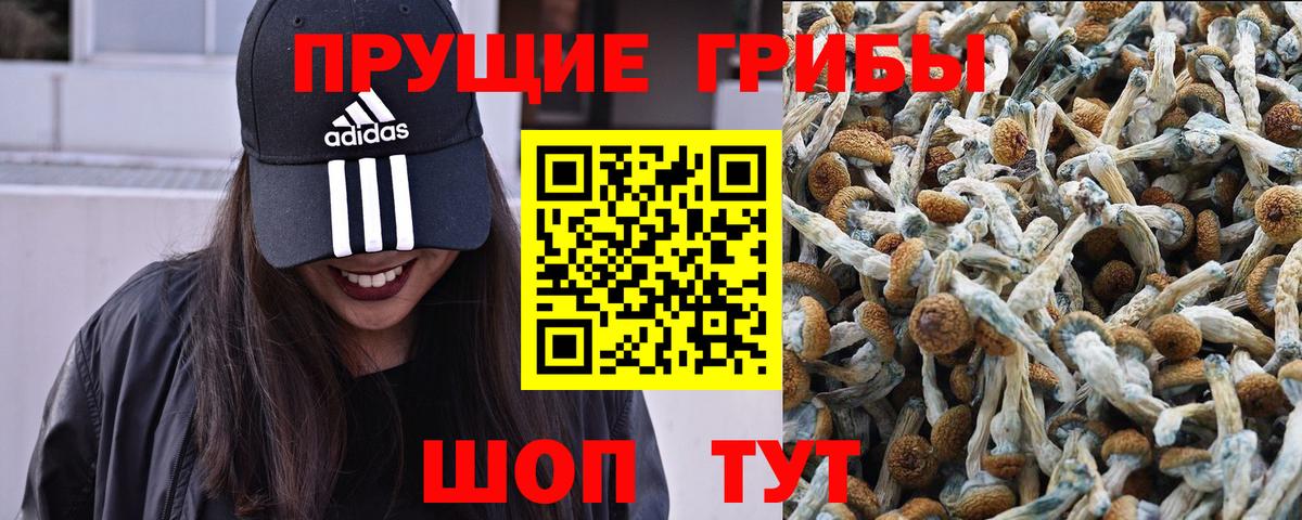 Псилоцибиновые грибы Psilocybe Скопин